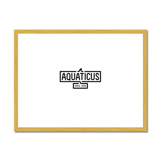 AQUA - 01- Aquaticus - Impressão antiga emoldurada e montada